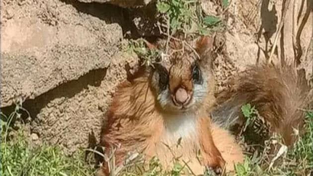 The Woolly flying squirrel was considered extinct 70 years ago in the IUCN Red List.(ANI)