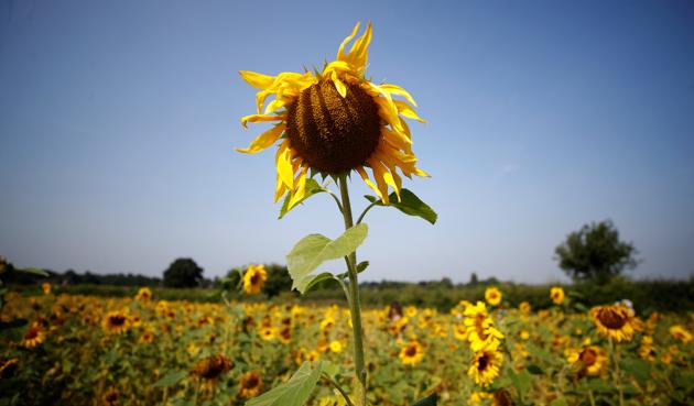 A sunflower stands in a field in Dunham Massey, Britain, August 13, 2020. (REUTERS) A sunflower stands in a field in Dunham Massey, Britain, August 13, 2020. (REUTERS)