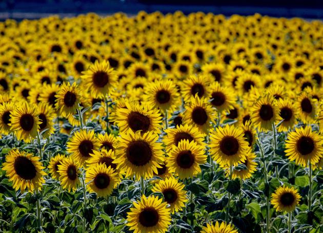 Sunflowers in full blossom in a field in Wehrheim near Frankfurt, Germany. (AP) Sunflowers in full blossom in a field in Wehrheim near Frankfurt, Germany. (AP)