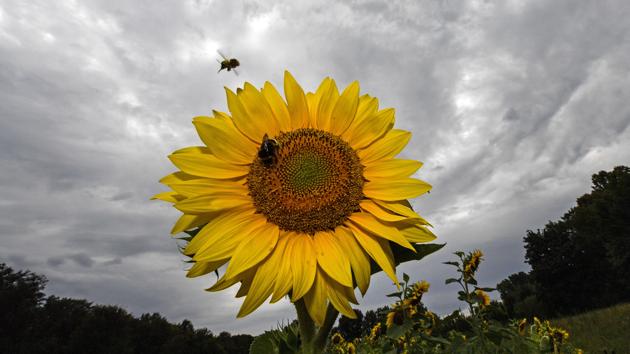 A bee leaves a sunflower at a field under a dark sky in Gelsenkirchen, Germany, Saturday, Aug. 15, 2020. The weather in Germany stays hot and humid with more thunderstorms expected. (AP) A bee leaves a sunflower at a field under a dark sky in Gelsenkirchen, Germany, Saturday, Aug. 15, 2020. The weather in Germany stays hot and humid with more thunderstorms expected. (AP)