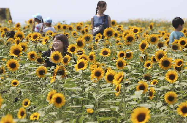 Visitors enjoy a sea of sunflowers in full bloom in Yokosuka park near Tokyo, Monday, Aug. 17, 2020. (AP) Visitors enjoy a sea of sunflowers in full bloom in Yokosuka park near Tokyo, Monday, Aug. 17, 2020. (AP)