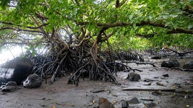 Mangroves stained by the leaking oil that managed to reach the beach in Petit Bel Air in Mauritius on August 15. The spill already qualifies as the “worst ecological disaster” for the Indian Ocean island nation, Greenpeace Africa campaigner Happy Khambule told AFP, adding that it “puts unique species under immediate threats.” (Fabien Dubessay / AFP)