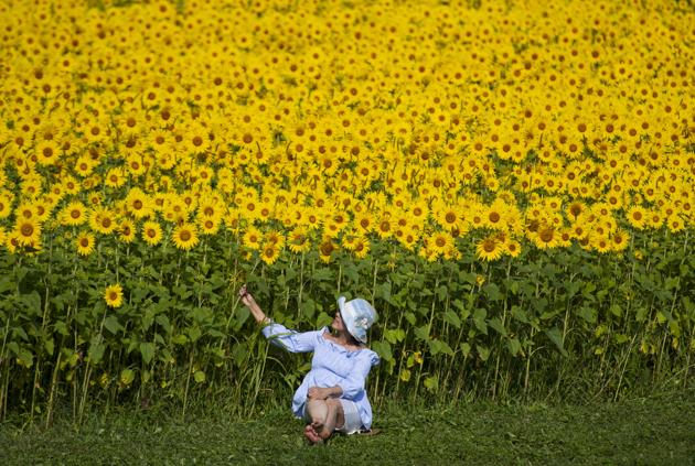 A visitor poses for a photo in front of sunflowers growing at the Central Experimental Farm in Ottawa, on Sunday, Aug. 16, 2020. (AP) A visitor poses for a photo in front of sunflowers growing at the Central Experimental Farm in Ottawa, on Sunday, Aug. 16, 2020. (AP)
