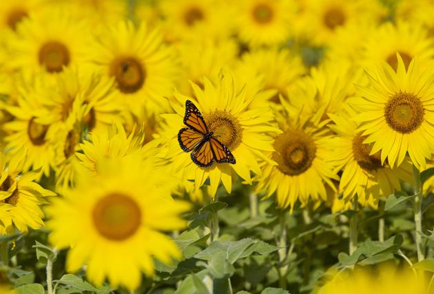 A monarch butterfly lands on a sunflower growing at the Central Experimental Farm in Ottawa, on Sunday, Aug. 16, 2020. (AP) A monarch butterfly lands on a sunflower growing at the Central Experimental Farm in Ottawa, on Sunday, Aug. 16, 2020. (AP)