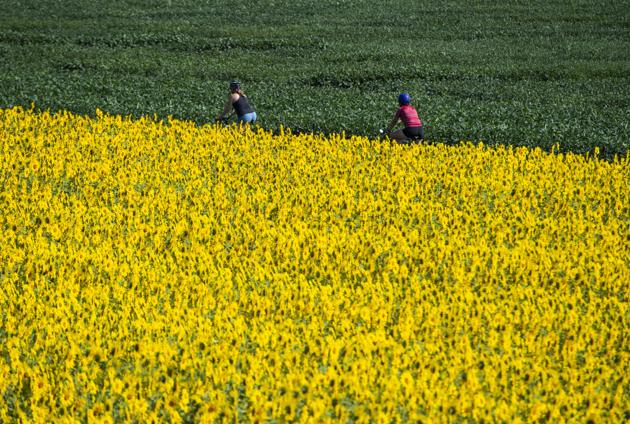 Cyclists ride past a field of sunflowers growing at the Central Experimental Farm in Ottawa, on Sunday, Aug. 16, 2020. (AP) Cyclists ride past a field of sunflowers growing at the Central Experimental Farm in Ottawa, on Sunday, Aug. 16, 2020. (AP)