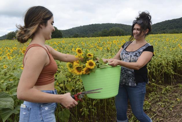 Clarissa Snyder, left, places freshly cut flowers into a bucket held by Mary Snyder, both from Bear Creek Township, at Second Mountain Sunflowers' Sunflower Festival in Orwigsburg, Pa., Sunday, Aug. 16, 2020. (AP) Clarissa Snyder, left, places freshly cut flowers into a bucket held by Mary Snyder, both from Bear Creek Township, at Second Mountain Sunflowers' Sunflower Festival in Orwigsburg, Pa., Sunday, Aug. 16, 2020. (AP)