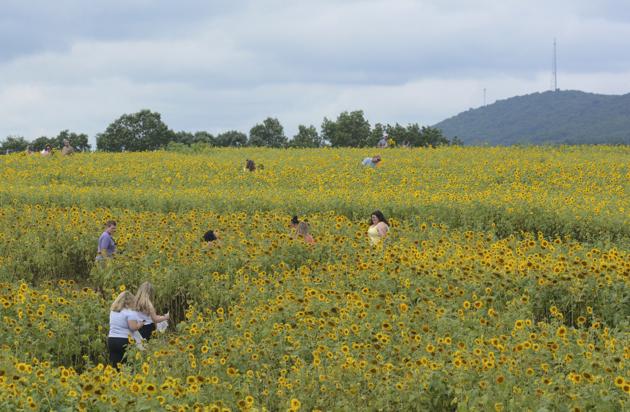 People pick sunflowers at Second Mountain Sunflowers' Sunflower Festival in Orwigsburg, Pa., Sunday, Aug. 16, 2020. (AP) People pick sunflowers at Second Mountain Sunflowers' Sunflower Festival in Orwigsburg, Pa., Sunday, Aug. 16, 2020. (AP)