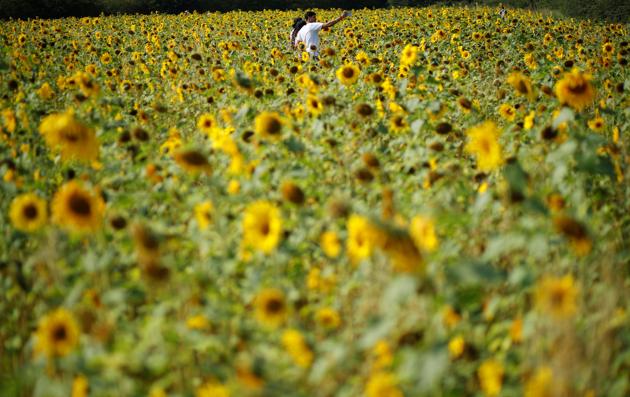 People take photographs in a field of sunflowers in Dunham Massey, Britain, August 13, 2020. (REUTERS) People take photographs in a field of sunflowers in Dunham Massey, Britain, August 13, 2020. (REUTERS)