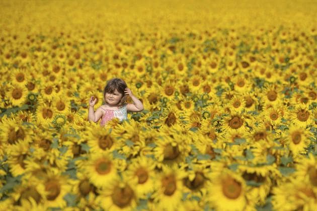 Baston : Two-year old Jessica Sanderson amongst the sunflower fields at Vine House Farm near Baston, England, Monday Aug. 10, 2020. (AP) Baston : Two-year old Jessica Sanderson amongst the sunflower fields at Vine House Farm near Baston, England, Monday Aug. 10, 2020. (AP)