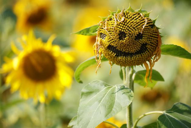 A smiley face is seen carved into the head of a sunflower in a field in Dunham Massey, Britain, August 13, 2020. (REUTERS) A smiley face is seen carved into the head of a sunflower in a field in Dunham Massey, Britain, August 13, 2020. (REUTERS)