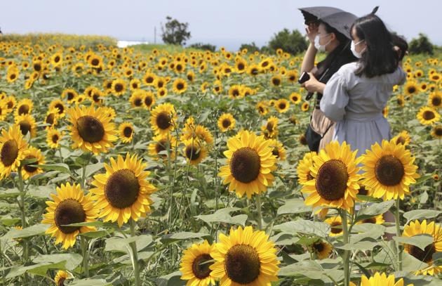 People wearing face masks to protect against the spread of the new coronavirus stand in a sea of sunflowers in full bloom in Yokosuka park near Tokyo, Monday, Aug. 17, 2020. (AP) People wearing face masks to protect against the spread of the new coronavirus stand in a sea of sunflowers in full bloom in Yokosuka park near Tokyo, Monday, Aug. 17, 2020. (AP)