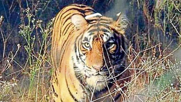 The wildlife department has also checked health of tigers.(PTI) The wildlife department has also checked health of tigers.(PTI)