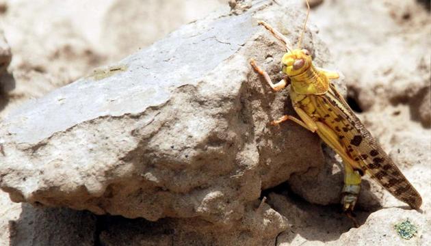 A locust seen at a field in Jhajjar of Haryana earlier this year.(HT FILE)