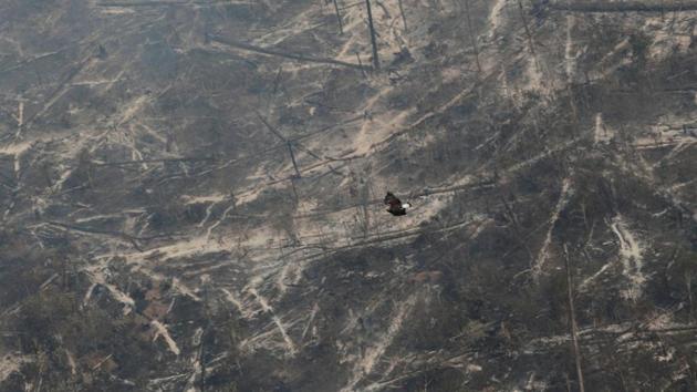 A bird flies over a tract of the Amazon forest after it burned, in the State of Rondonia on August 14. Last week, Brazil’s President Jair Bolsonaro denied there were any fires in the Amazon, calling it a “lie” and also slammed the media’s role in it, Reuters reported. (Ueslei Marcelino / REUTERS)