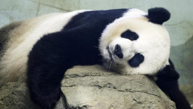 The image shows Giant Panda Mei Ziang.(AP)