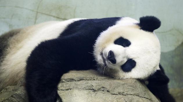 The Smithsonian National Zoo's Giant Panda Mei Ziang, sleeps in the indoor habitat at the zoo in Washington. Zookeepers at Washington’s National Zoo are on baby watch after concluding that venerable giant panda matriarch Mei Ziang is pregnant and could give birth this week.(AP) The Smithsonian National Zoo's Giant Panda Mei Ziang, sleeps in the indoor habitat at the zoo in Washington. Zookeepers at Washington’s National Zoo are on baby watch after concluding that venerable giant panda matriarch Mei Ziang is pregnant and could give birth this week.(AP)