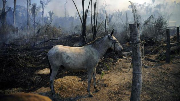 A donkey stands tied up next to a burnt area in the State of Para on August 16. Bolsonaro has dispatched the military to fight fires and deforestation since May, but environmental experts question whether these deployments are working. (Carl De Souza / AFP)