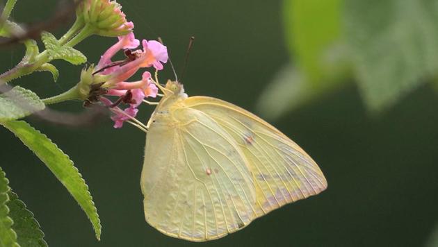 A Female Lemon Emigrant feeding on a lantana flower, taking a momentary break on its long flight.(Krushnamegh Kunte)