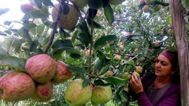 Kotgarh region of Shimla district had a lean crop this season so growers with smaller orchards managed harvesting on their own.(Deepak Sansta/HT file photo)