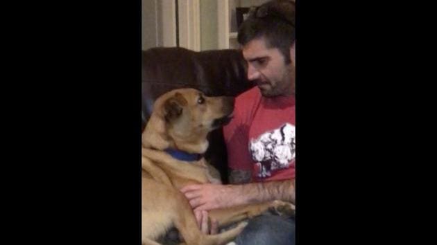 The image shows a dog with brown fur sitting on a couch with a man.(Reddit/@K9Kelaroo)