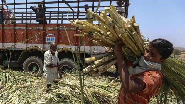 Sugarcane producing states such as Uttar Pradesh, Punjab and Haryana fix their own sugarcane price called ‘state advisory prices’ (SAPs).(Bloomberg file photo)