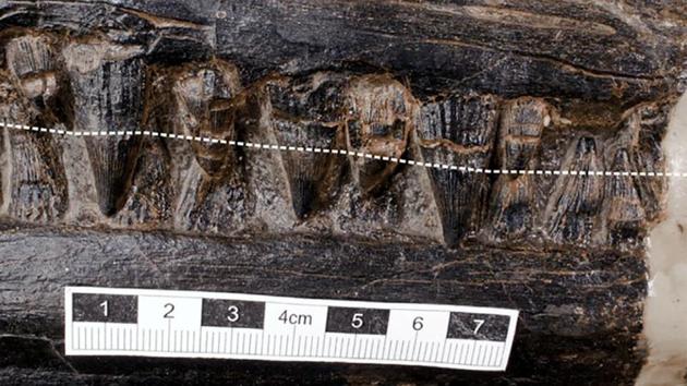 The image shows strong blunt teeth of the ichthyosaur Guizhouichthyosaurus, unearthed in China's Guizhou province. (REUTERS) The image shows strong blunt teeth of the ichthyosaur Guizhouichthyosaurus, unearthed in China's Guizhou province. (REUTERS)