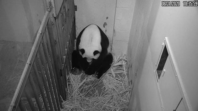 The image shows Mei Xiang, the mom panda sitting in her enclosure after giving birth.(Facebook/@nationalzoo)