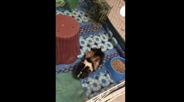 The image shows a guinea pig. (Reddit/@Hopie_J)