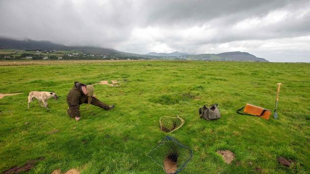 McGonigal with his dog Fudge, as he sets a net for a rabbit hunt at County Donegal in northwest Ireland on August 18. McGonigal scoured the pockmarked field with a box of unruly ferrets while his dog, Fudge, sniffed out rabbit warrens. While the lurcher does his work, McGonigal covers the openings with nets before releasing a single ferret down the hole to flush out any rabbits. (Paul Faith / AFP)