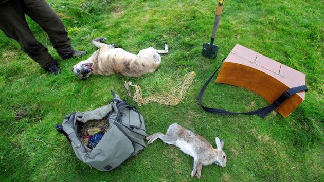 McGonigal’s dog Fudge rolls on the grass near a caught rabbit as they hunt for pests at County Donegal in northwest Ireland on August 18. “It’s the traditional way,” McGonigal told AFP. “We don’t damage the ground, we’re not laying poisons, we give the rabbits a quick and clean death -- and that’s most important,” he said. (Paul Faith / AFP)