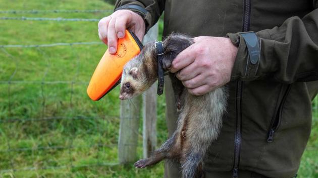 McGonigal applies an electronic tracking device to one of his ferrets used to chase and trap rabbits at County Donegal in northwest Ireland on August 18. In 2013, McGonigal’s progression from an accounting job to a full time rabbit hunter seemed only natural to him after a childhood spent owning ferrets, fishing and shooting. (Paul Faith / AFP)