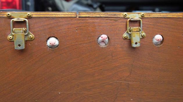 Ferrets pictured in their case as McGonigal prepares for his hunt at County Donegal in northwest Ireland on August 18. McGonigal believes that while the ancient hands-on method may be distasteful to some, it remains the best way to cull numbers. Lead shot from guns can taint the soil and poisons can be indiscriminate, leaving animal corpses underground with no indication of how many have been killed, AFP reported. (Paul Faith / AFP)