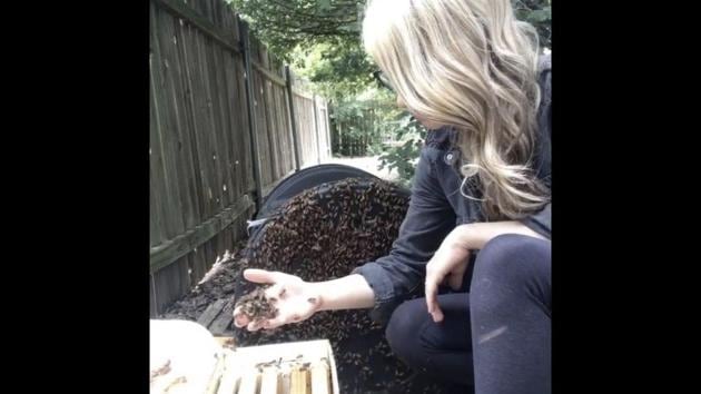 The video shows professional beekeeper Erika Thompson carefully removing a colony of bees.(Instagram/@texasbeeworks)