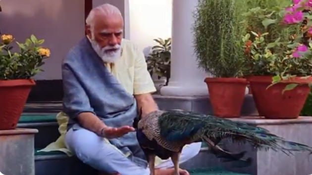 The image shows PM Modi feedinga peacock.(Instagram/@narendramodi)