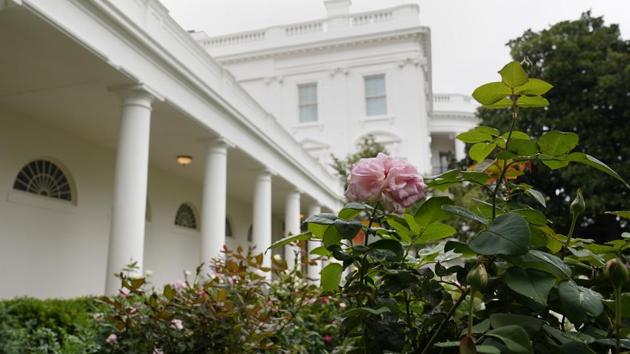 A rose is seen as journalists tour the restored Rose Garden at the White House in Washington, Saturday, Aug. 22, 2020. (AP Photo/Susan Walsh)