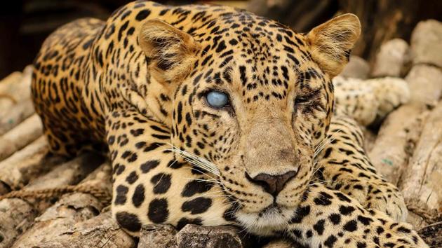 Ganesh, 12, has cataract in his right eye. The vets at the Junnar rescue centre are training him to rely on his other senses.(Wildlife SOS)