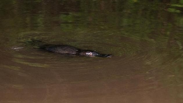 The platypus is listed as endangered in South Australia.(Unsplash)