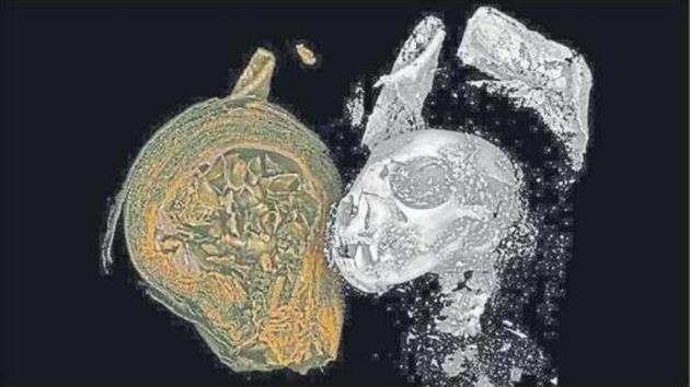The head of a mummified domestic cat revealed by X-ray micro CT scanning that generates three-dimensional images with a resolution 100 times greater than a medical CT scan.(Reuters) The head of a mummified domestic cat revealed by X-ray micro CT scanning that generates three-dimensional images with a resolution 100 times greater than a medical CT scan.(Reuters)