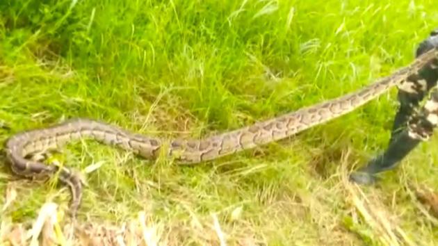 The forest department’s Quick Response Team arrived to rescue the snakes. The forest department’s Quick Response Team arrived to rescue the snakes.