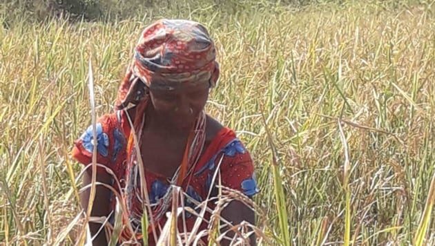 A Bonda tribal working in a farm.(HT PHOTO)