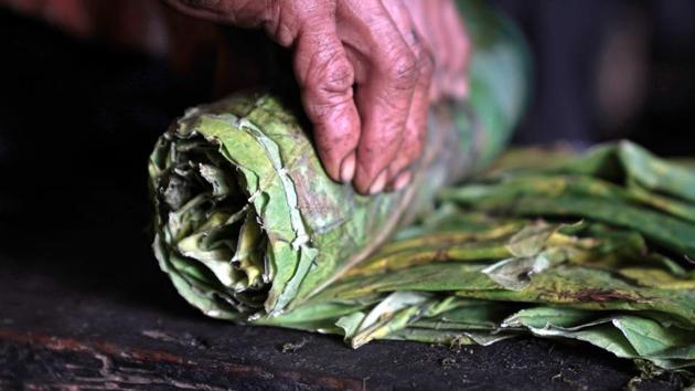 A worker rolls tobacco leaves at a tobacco plantation. India occupies third position globally in terms of production of tobacco and in exports, after Brazil and China.(Bloomberg) A worker rolls tobacco leaves at a tobacco plantation. India occupies third position globally in terms of production of tobacco and in exports, after Brazil and China.(Bloomberg)