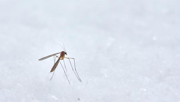 The findings, published in the journal Science, could help scientists uncover new ways of preventing mosquitoes from spreading the malaria parasite to people and break the chain of transmission, the researchers said.(Unsplash)