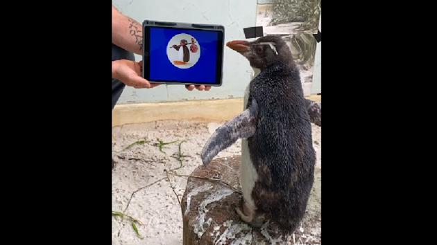The clipshow Pierre watching the popular cartoon Pingu with undivided attention.(Facebook/Perth Zoo) The clipshow Pierre watching the popular cartoon Pingu with undivided attention.(Facebook/Perth Zoo)
