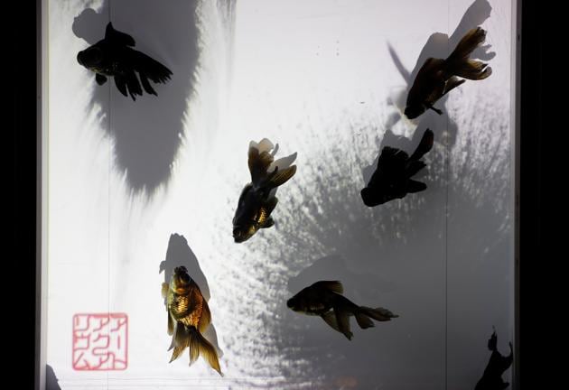 Goldfishes are seen inside a water tank in an artwork titled "Tokogake Goldfish Ornament" at the Art Aquarium Museum 2020 exhibition, produced by the Japanese Art Aquarium artist Hidetomo Kimura, in Tokyo, Japan August 28, 2020. (REUTERS)