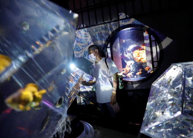 A masked visitor looks at mounted crystal-like installations with goldfishes in illuminated water tanks at the Art Aquarium Museum 2020 exhibition, produced by the Japanese Art Aquarium artist Hidetomo Kimura, in Tokyo, Japan August 28, 2020. \ (REUTERS)