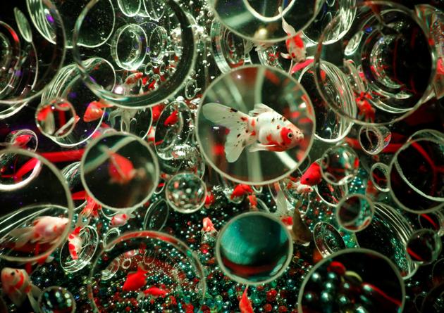 Goldfishes are seen inside a water tank equipped with lenses on the surface in an artwork titled "Reflecterium" at the Art Aquarium Museum 2020 exhibition, produced by the Japanese Art Aquarium artist Hidetomo Kimura, in Tokyo, Japan August 28, 2020. (REUTERS)