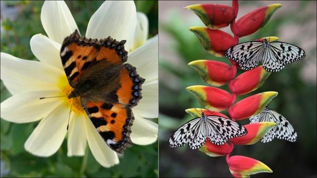 India to host its first national event on butterflies(Twitter/GardeningWell/CellyaGomes)