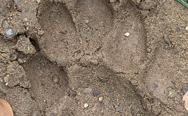 A Leopard pugmark imprinted deep in the monsoon soil along the foothills.(Photo: Vikram Jit Singh)