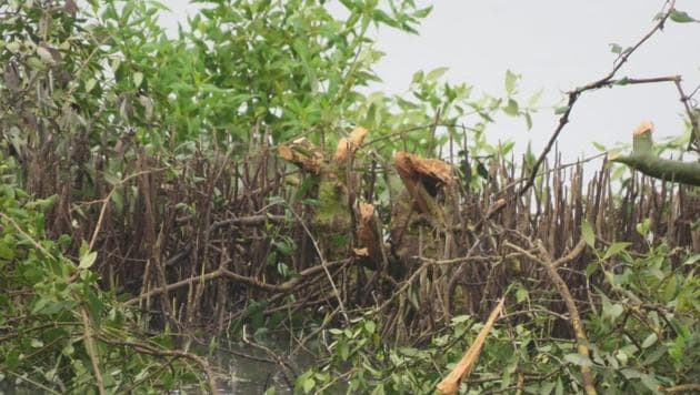 On Friday, local resident and birder Parag Gharat found that 40 mangrove trees were hacked towards the creek-end of Panje from where high-tide water flows into the area.(Parag Gharat)