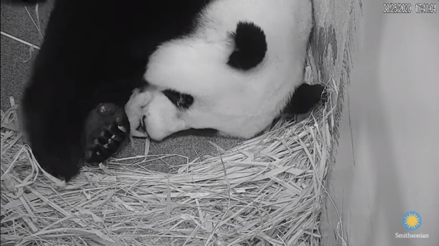 Video Of Giant Panda Mom Comforting Tiny Cub Goes Viral Seen It Yet Hindustan Times
